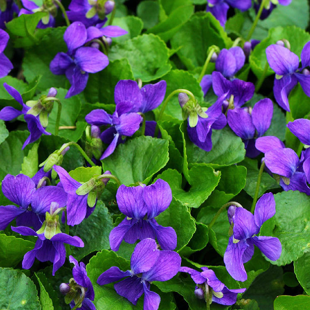 Violet - Scented Pencils