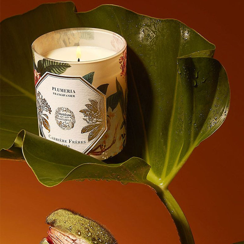 Plumeria | Frangipani - Candle